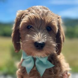 Holly - Apricot female Goldendoodle puppy in Franklin, North Carolina from Creekside Cottage Doodles