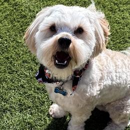 Teddy - Maltipoo