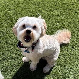 Teddy - Maltipoo