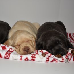 Dilute Retriever Puppies from Wicked Pines Retrievers