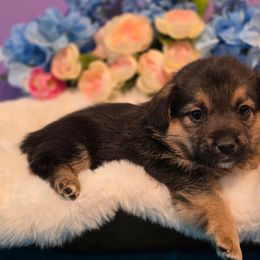 Cosmo - Black and tan male Companion Cross puppy in Austin, Texas from Cutest Corgi's of Austin
