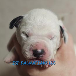 Blue - White and black male Dalmatian puppy in Conrath, Wisconsin from JSF Dalmatians LLC