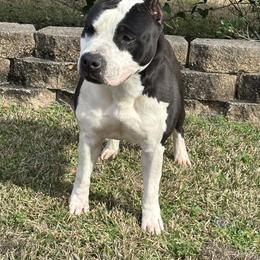 Olive - American Staffordshire Terrier