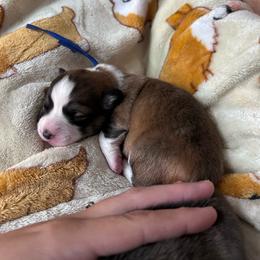 Blue collar boy - Red male Pembroke Welsh Corgi puppy in Flat Rock, Alabama from Fluffy Butt Acres