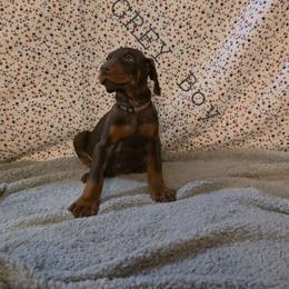 Grey - Red and rust male Doberman Pinscher puppy in Knox, Indiana from Double River Dobermans