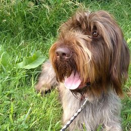 Wirehaired Pointing Griffons from Liberty Griffons