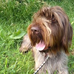 Wirehaired Pointing Griffons from Liberty Griffons