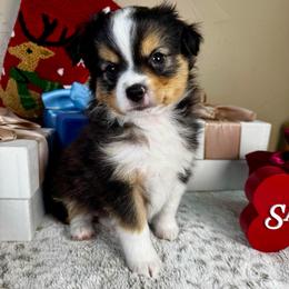 Chris Cringle - Black tri male Toy Australian Shepherd puppy in Tonasket, Washington from V5 Aussies