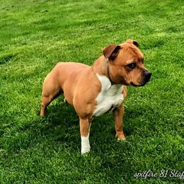 Staffordshire Bull Terrier All Grown Up from Spitfire 81 Staff's