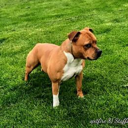 Staffordshire Bull Terrier All Grown Up from Spitfire 81 Staff's