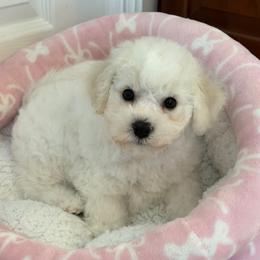 Peach - White female Bichon Frise puppy in Miller Place, New York from Doriann Bichons