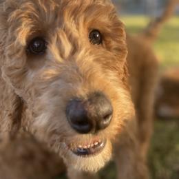 Goldendoodle Puppies from Dhalia’s Doodles