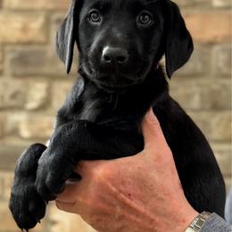 Black Collar - Black male Labrador Retriever puppy in Quinlan, Texas from Wright Way Retrievers