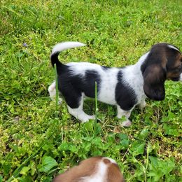 Basset Hound Puppies from Bassets of the Hollow
