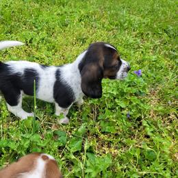 Basset Hound Puppies from Bassets of the Hollow