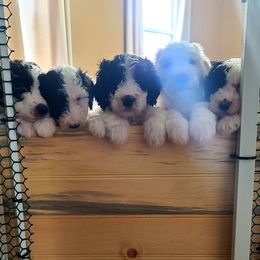 Labradoodles from LCL Labradoodles