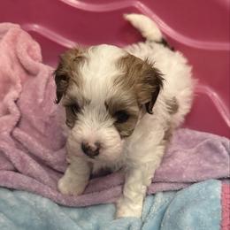 Female 2 - Black & tan tri-color female Maltipoo puppy in Chunchula, Alabama from Double J Doodle Farm