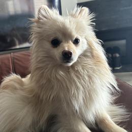 Ehvie - Pomeranian