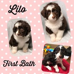 Aussiedoodle Puppies from Ohana Companions