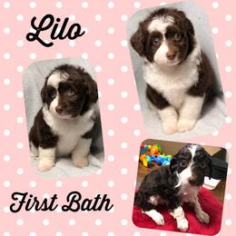 Aussiedoodle Puppies from Ohana Companions