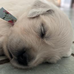 Female - Light golden female Golden Retriever puppy in Myakka City, Florida from MC Goldens