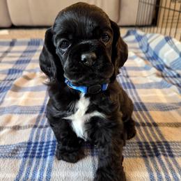 Uso - Buff male Cocker Spaniel puppy in Marshfield, Wisconsin from Gingerale Cockers and Cockapoos