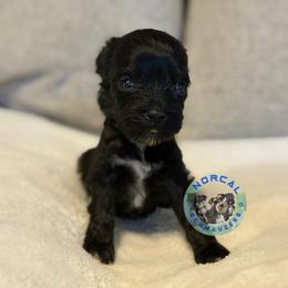Mia - Black female Miniature Schnauzer puppy in Magalia, California from NorCal Schnauzers