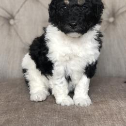 Bernedoodle Puppies from Sweet Pea Bernedoodles