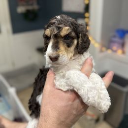 Dottie - Parti female Poodle puppy in Murrieta, California from Apricot Poodles & Goldendoodles, LLC