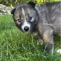 Siberian Huskies from Toe Bean Huskies