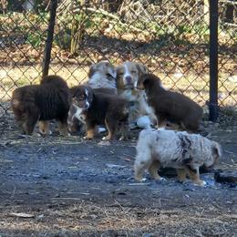 Australian Shepherd and Miniature Australian Shepherd Puppies from Mountain Movers Ranch