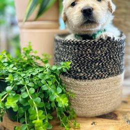 Golden Retriever Puppies from Ruff Life Goldens