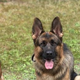 German Shepherds from Landstrassen German Shepherds