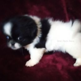 Lizzy - White female Pekingese puppy in Willow Spring, South Carolina from Pekingese Zoo