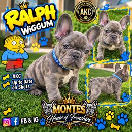 Ralph - Blue male French Bulldog puppy in Avondale, Arizona from Montes House of Frenchies