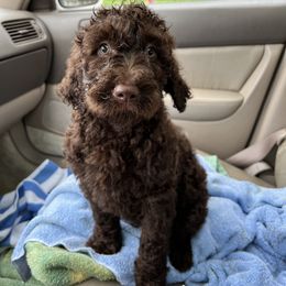 Goldendoodle and Poodle Puppies from Syren House Doodles & Poodles