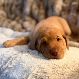 Sarge - Yellow male Labrador Retriever puppy in Sweet Home, Oregon from Knotty Creek Labradors