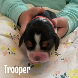 Trooper - Black red and white Beagle puppy in Renton, Washington from Prancing Beagles