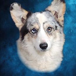 Willow - American Corgi