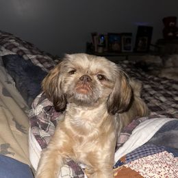 Coco - Shih Tzu