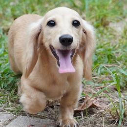 Buttercup - Cream female Dachshund puppy in Inverness, Florida from Royalworth Kennel