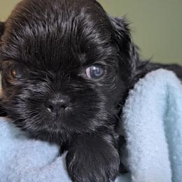 Onyx - Black male Shih Tzu puppy in Claxton, Georgia from Small Pawz Shih tzu