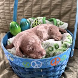 Leonard - Fawn (isabella) and cream male Dachshund puppy in Victorville, California from Wirz’s Weens