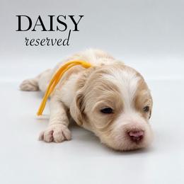 Daisy - Buff and white female Cockapoo puppy in Claremont, North Carolina from Magnolia Grove Farms