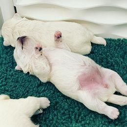West Highland White Terrier Puppies from Elvador West Highland White Terriers
