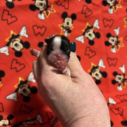 Noel - Red and white female Shih Tzu puppy in Sharon, Pennsylvania from Keystone Danes and Shih tzus