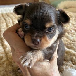 Cruz - Chocolate and white male Chihuahua puppy in Menifee, California from Lane’s Little Long Coats