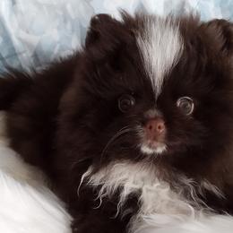 Pomeranians from Twice The Love Pomeranians