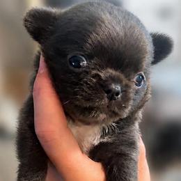 None - Blue male Chihuahua puppy in South Bend, Indiana from Royalty Kennels