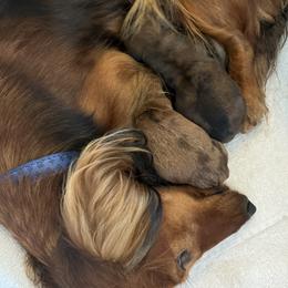 Dachshund Puppies from Hope Miniature Dachshunds